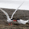 More krill fishing and no new protected areas for Antarctic seas after latest talks