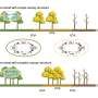 Canopy structure regulates autumn phenology by mediating microclimate in temperate forests, finds study