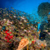 Protecting coral reefs boosts fish numbers by 10%: Study