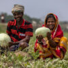 Coastal farmers in Bangladesh give up shrimp farming for agriculture to combat salinity