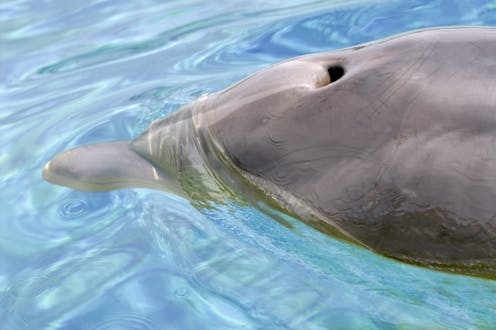 Microplastic pollution is everywhere, even in the exhaled breath of dolphins – new research