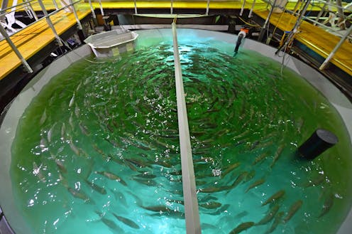 Aquaculture could harm animal welfare or protect it, depending on what species the farms raise