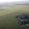 UK & Dutch banks invest $55 million in controversial Cerrado tree farms