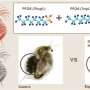 Microplastics and PFAS: Daphnia study finds combined impact results in greater environmental harm