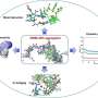 Molecular insights into the dynamic dance of nanoplastics and natural organic matter