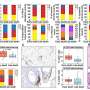 New model uses infection ‘signatures’ to predict who lives or dies of COVID-19