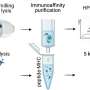 Newly discovered COVID vaccine targets may last longer