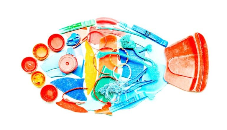 Plastic junk sounds like tasty food to some whales