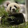 ‘Pandas are coming’: Two new bears depart China for US capital