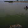 Researchers in a lab near Lake Erie study how toxic algae can damage health