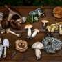 Picky protection rules hamper Swiss mushrooming craze