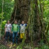 Brazil upgrades park to protect Amazon’s tallest tree, allows tourism