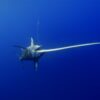 ‘Momentous’ sustainable fishing rules adopted for Atlantic Ocean swordfish