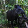 In Colombia, a simple fencing fix offers a win-win for wildlife and ranchers