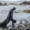 Peruvian fishers help red sea urchins recover from overfishing