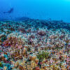 World’s largest known coral — visible from space — found in Solomon Islands