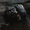 Study finds bonobos more diverse, and more vulnerable, than previously thought