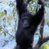 Conservationists mobilize to save Sierra Leone national park and its chimpanzees