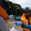 Researchers find high levels of mercury in Amazon’s Madeira River water & fish