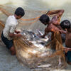 Overuse of antibiotics in Bangladesh aquaculture rises health concerns