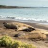 Elephant seal colonies in Argentina face long recovery after ‘catastrophic’ avian flu