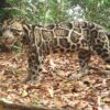 Study shows, via clouded leopards, how to better protect forests