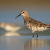 Shorebird populations drop globally, some by a third: Report