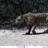 Killing of jaguar pushes species’ survival in Argentina’s Gran Chaco to the brink