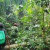 Monitoring group cracks down on deforestation in Cameroon gorilla sanctuary