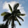 Last wild hurricane palm of its kind falls, marking extinction