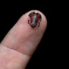 One of the tiniest frogs ever is discovered in Brazil, defying size limits