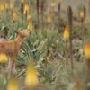 Study finds rare wolf feeding on nectar and spreading pollen