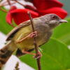 Thousands of birds seized in massive Indonesian bird-trafficking bust