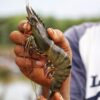 Indonesia fisheries minister eyes aquaculture expansion under Prabowo