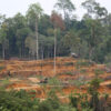 EU delays and weakens anti-deforestation law, adding ‘no-risk’ loophole