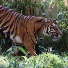 Camera traps reveal little-known Sumatran tiger forests need better protection