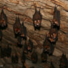 Mountain highland bats lack data, face climate threats: Study