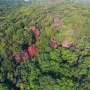 Beeches thrive in France’s Verdun in flight from climate change