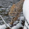 Bobcats are back, and they’re helping protect people from zoonotic disease