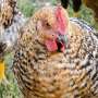 Bird flu mutations raise red flags—expert warns of increasing human adaptation