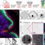 COVID-19 hitches a ride on mucus to spread deep into lungs, live imaging shows