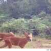 Camera trap survey in Cambodia’s Cardamom Mountains finds 108 species