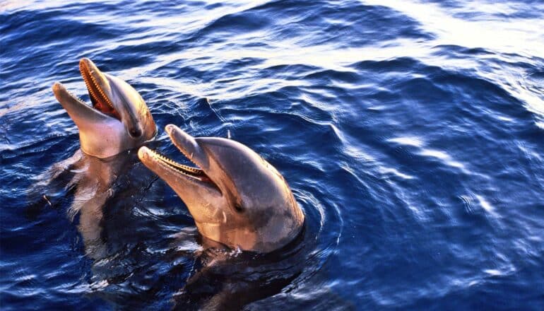 Dolphins are breathing in microplastics