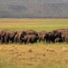 Genome study shows five distinct elephant populations in India