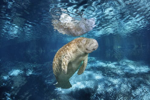 Untreated sewage and fertilizer runoff threaten the Florida manatee’s main food source, contributing to malnutrition