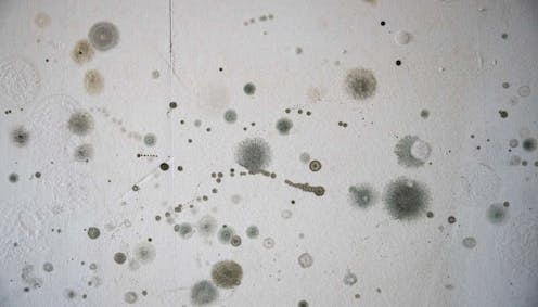 Should I worry about mold growing in my home?