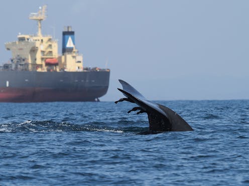 New maps show high-risk zones for whale-ship collisions − vessel speed limits and rerouting can reduce the toll