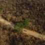 Green shoots spring from ashes in Brazil’s fire-resistant savanna