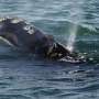 First right whales of season gorge on critical food off Massachusetts, giving hope for a strong year