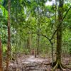 PNG climate migrants sail away with native trees to their new home